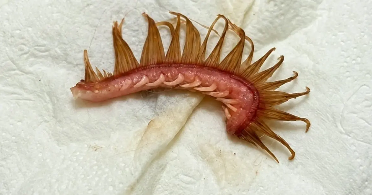 What Was Attached to the Dog’s Fur? The Mystery Object That Sparked Online Curiosity