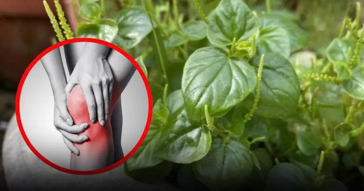 This precious vegetable can ease joint and bone pa:in — yet most people pull it out without knowing its value