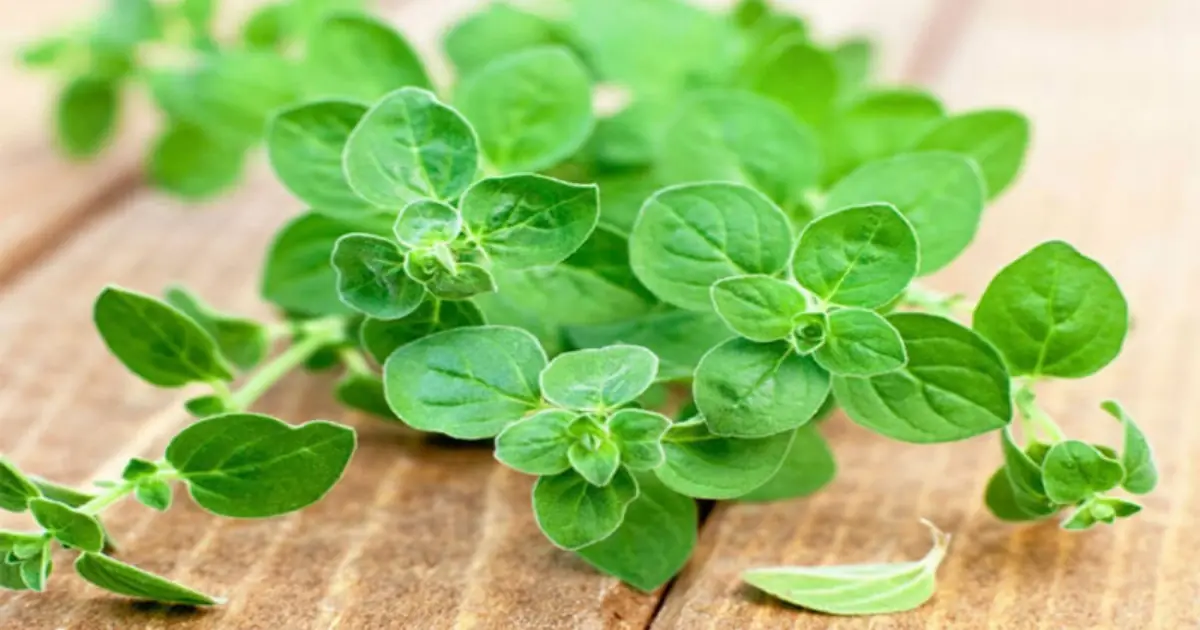 Love Oregano? Here Are the Potential Health Benefits You May Not Know About