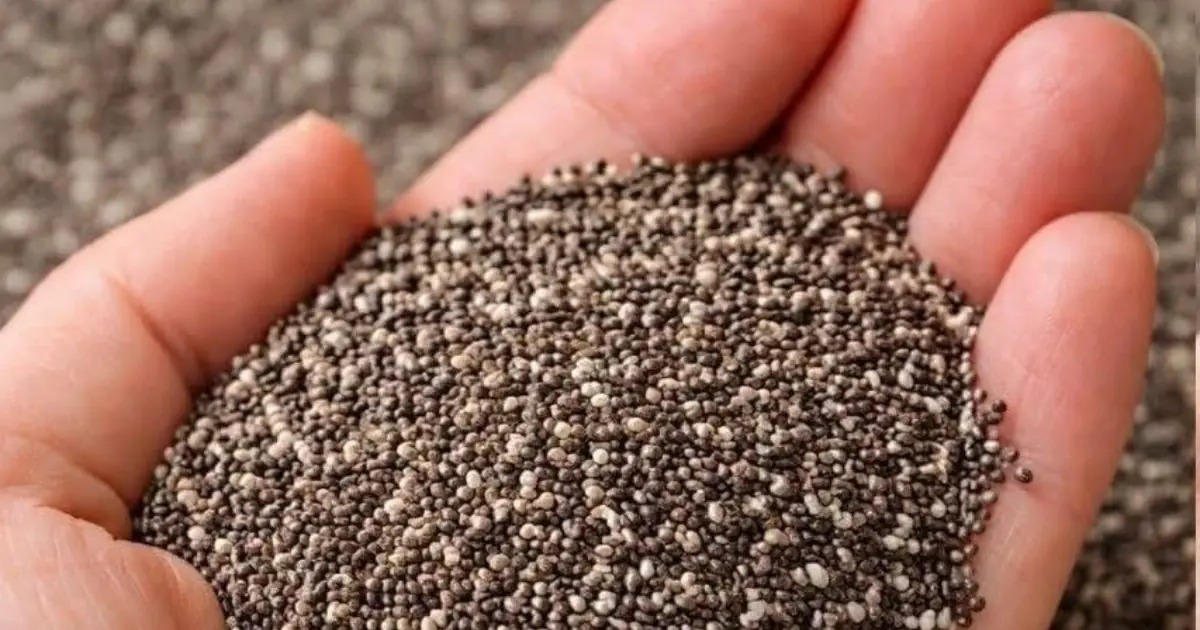 Doctors Reveal What May Happen to Your Body When You Eat Chia Seeds Every Day - See What to Know