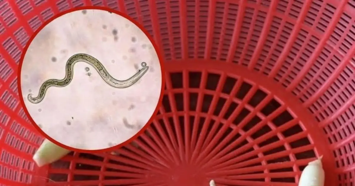The No.1 Vegetable Most Contaminated With Parasites? The Truth About Raw Water
