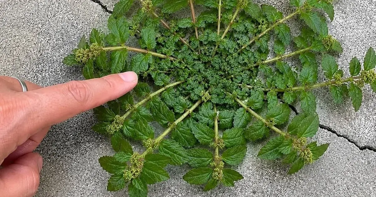 Just one leaf of this plant is worth a gold mine!