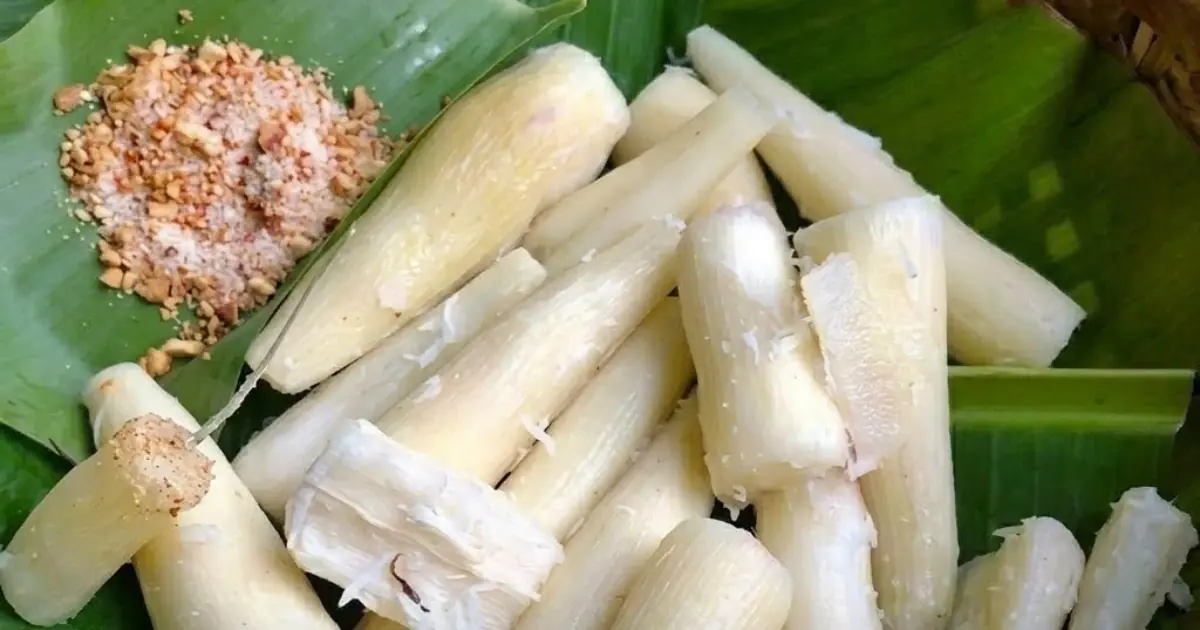 One of the World's Most Dangerous Foods Is Still a Staple for Millions of People