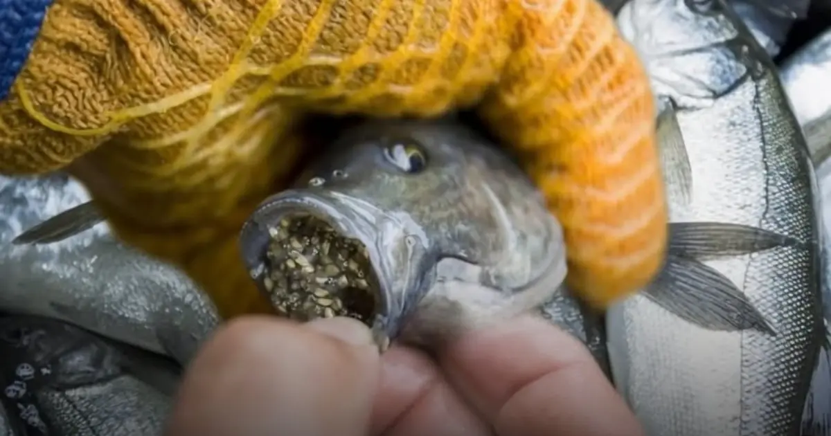 Many People Eat This Fish Regularly Without Knowing the Potential Risks