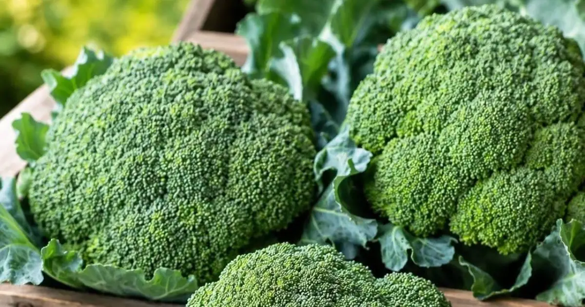 Doctors Reveal What Really Happens When You Eat Broccoli