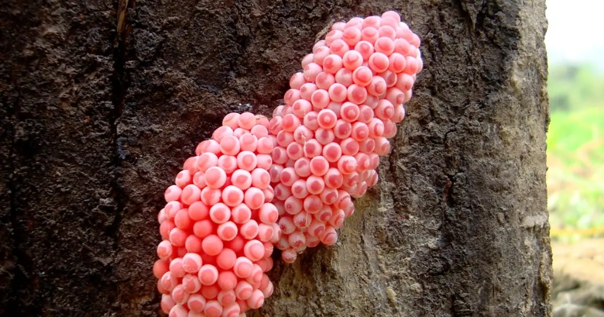 See Bright Pink Egg Clusters Near Water? They Could Belong to Invasive Apple Snails