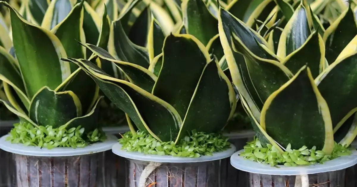 No Matter How Small Your Home Is, You Should Make Room for This Plant