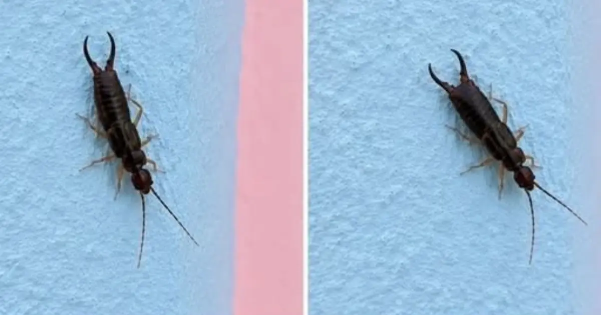 Warning! If You See This Tiny Bug in Your Kitchen, Check Your Pantry Right Away (Here's What to Do Safely and Calmly)