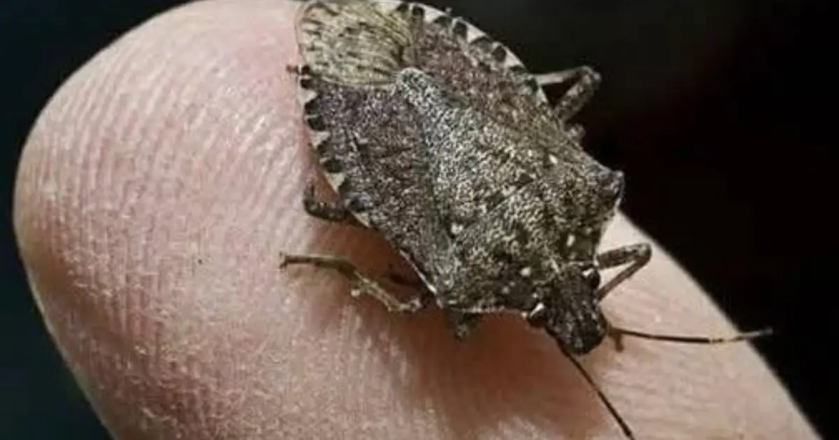 If you see this insect in your house, it means... See more