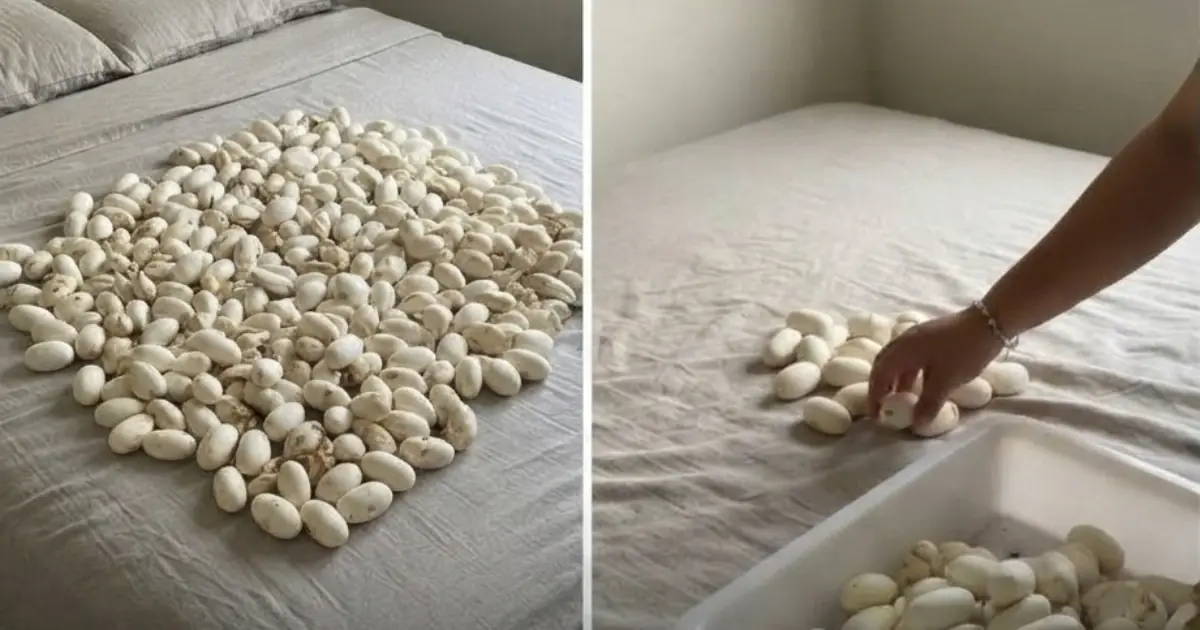 Man Returns Home After Six Months—Only to Find More Than 100 Snake Eggs Hidden Beneath His Bed