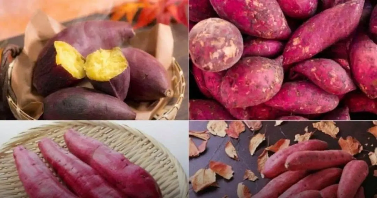 The Surprising Health Benefits of Sweet Potatoes That Many People Overlook