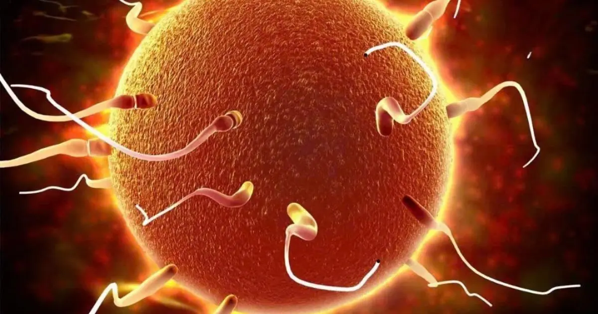 Spe:rm Cells Carry Traces of Stress Experienced by the Father, New Study Shows
