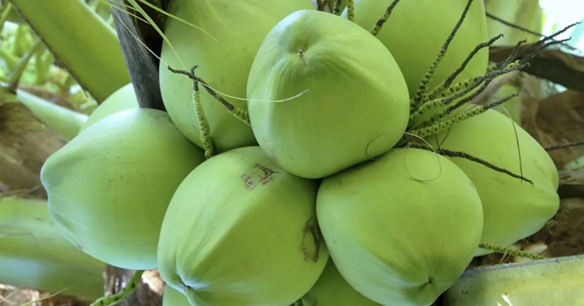 Love Coconut Water? Here Are 10 Facts That May Surprise You