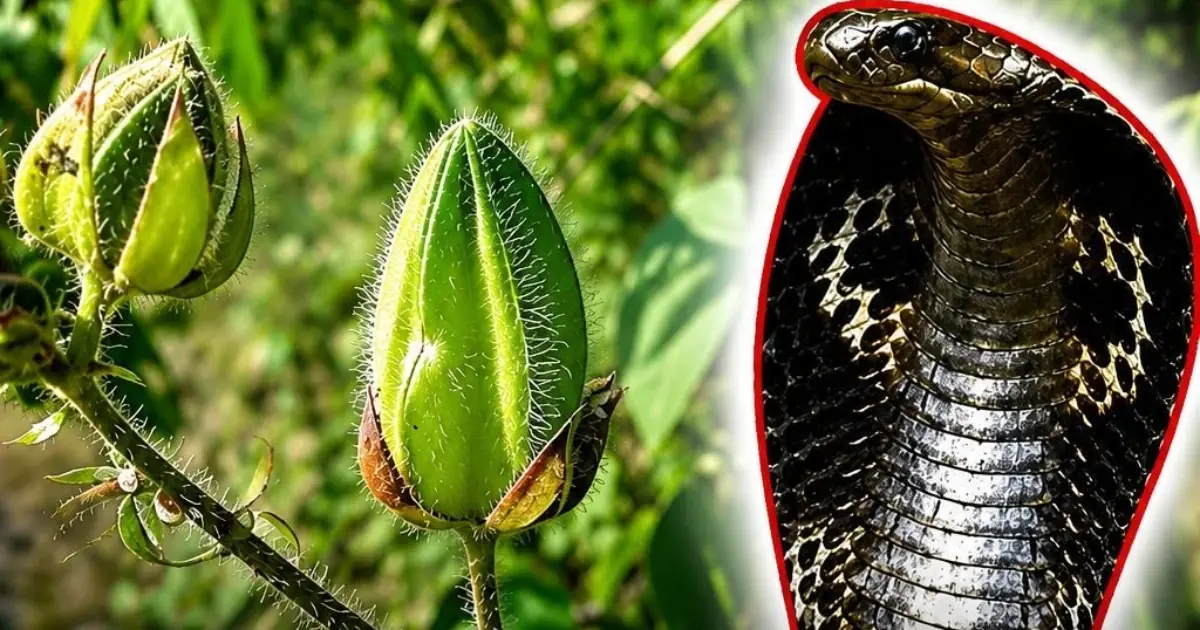 Snakes Hate These 5 Plants — Grow Them on Your Balcony to Keep Your Home Safe