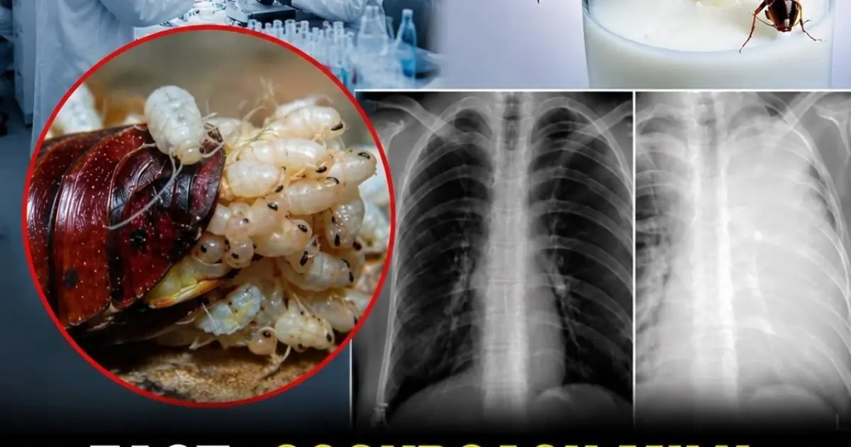 Cockroach Milk: Could It Become the Superfood of the Future?