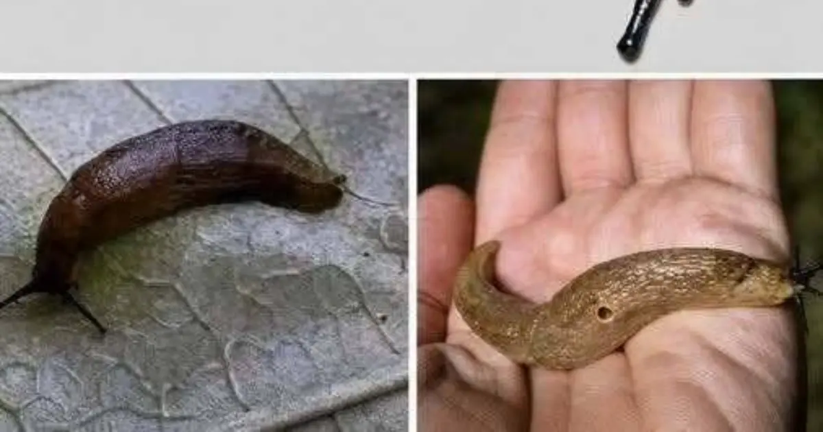 Did you know that when a SLUG visits your house it means that you have...See more