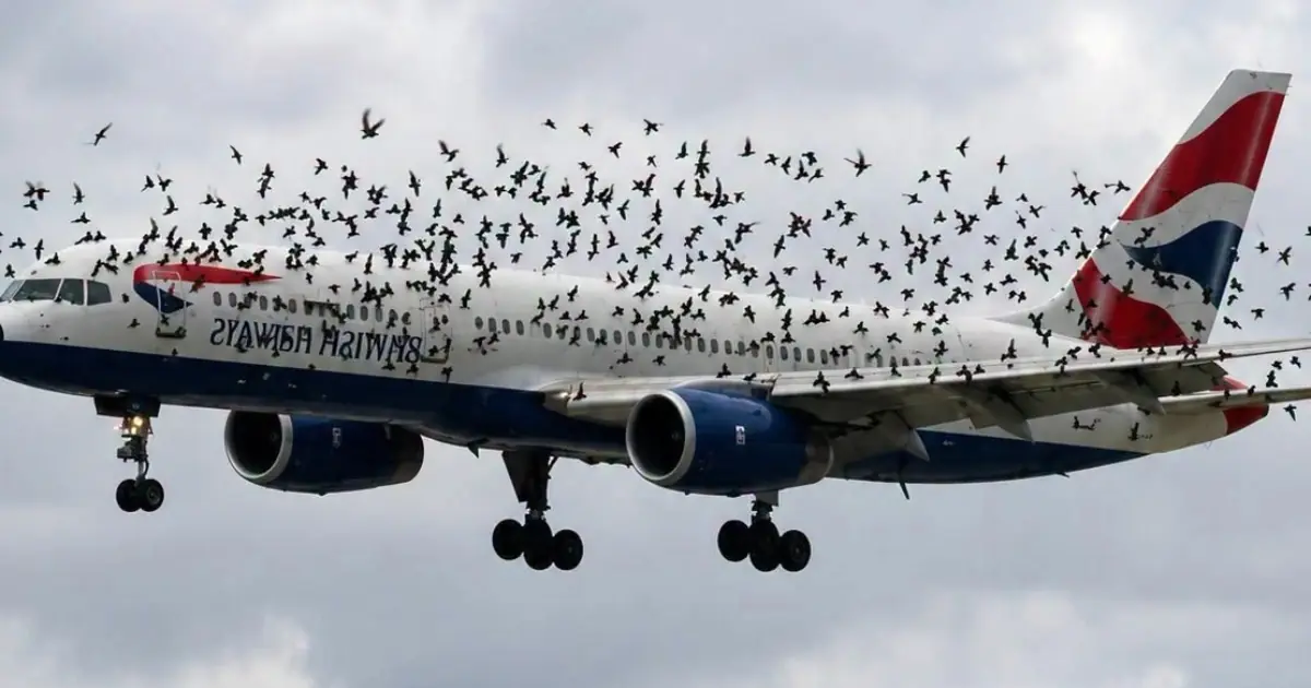The pilot cried when he finally realized why the birds wouldn't leave him alone...