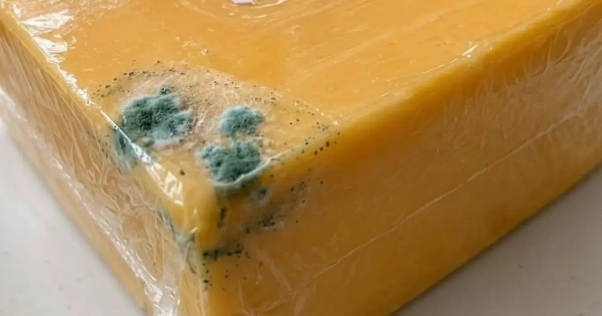 That Green Spot on Your Cheddar… Cut It Off or Toss the Whole Thing?