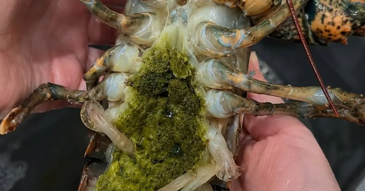What Is the Green Stuff Inside a Lobster? Here’s What You Should Know