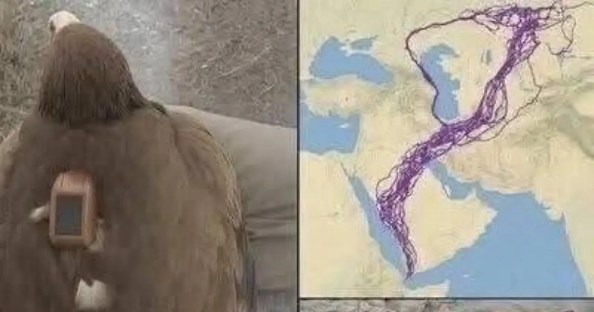 For 20 years, an eagle equipped with GPS puzzled scientists: reco....See below