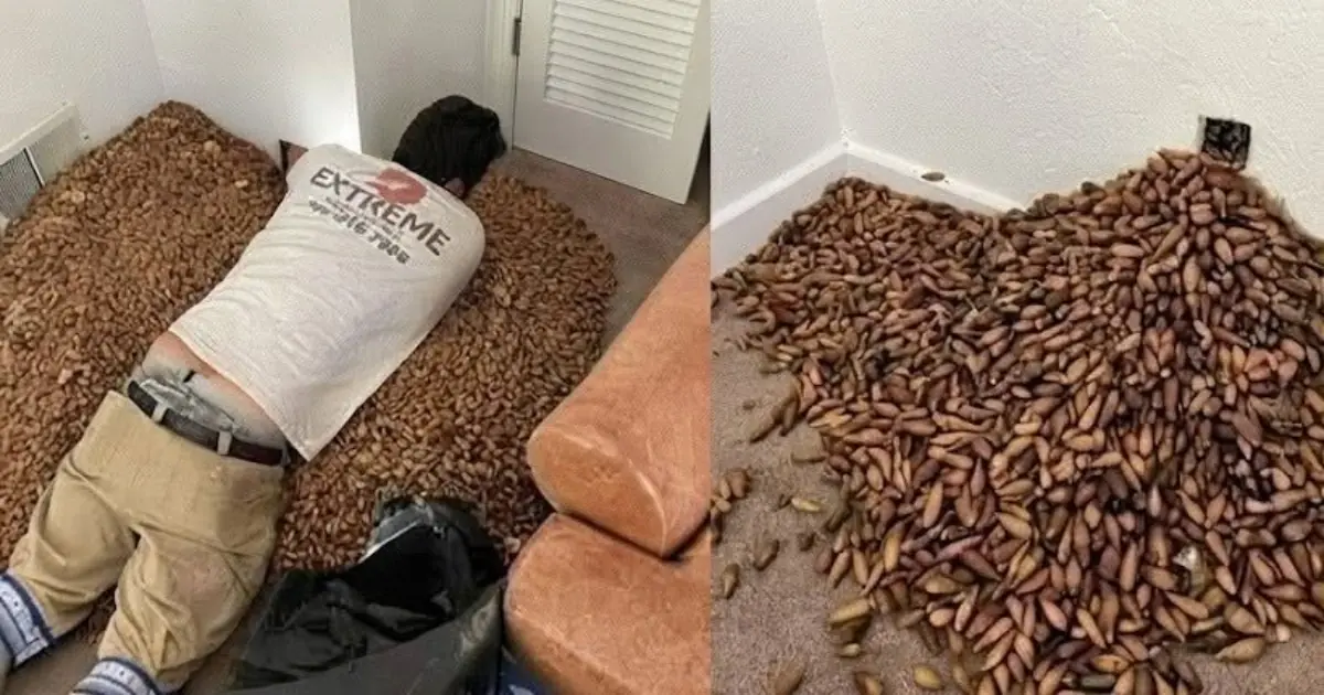 He Opened the Wall to Find the Source of a Strange Smell and Was Stunned