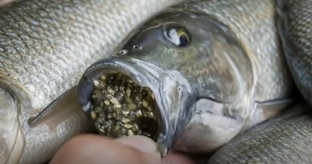 Experts Warn Consumers After Strange Discovery Found Inside a Common Fish