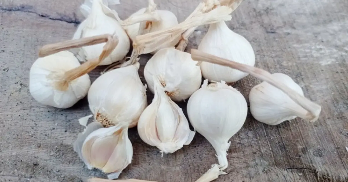 Can Garlic Really Soothe a Sore Throat? 15 Potential Benefits You Should Know