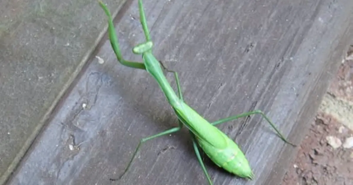A Praying Mantis Landed on You? Discover the Symbolism Behind This Unusual Encounter