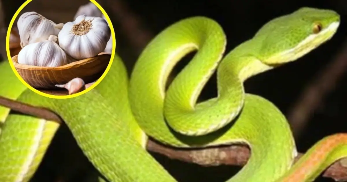 Want to Keep Snakes Away? 10 Scents You Can Try Around Your Home