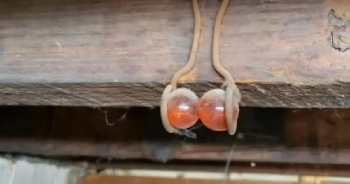 I found this hanging from the basement rafters of my 100 year old house