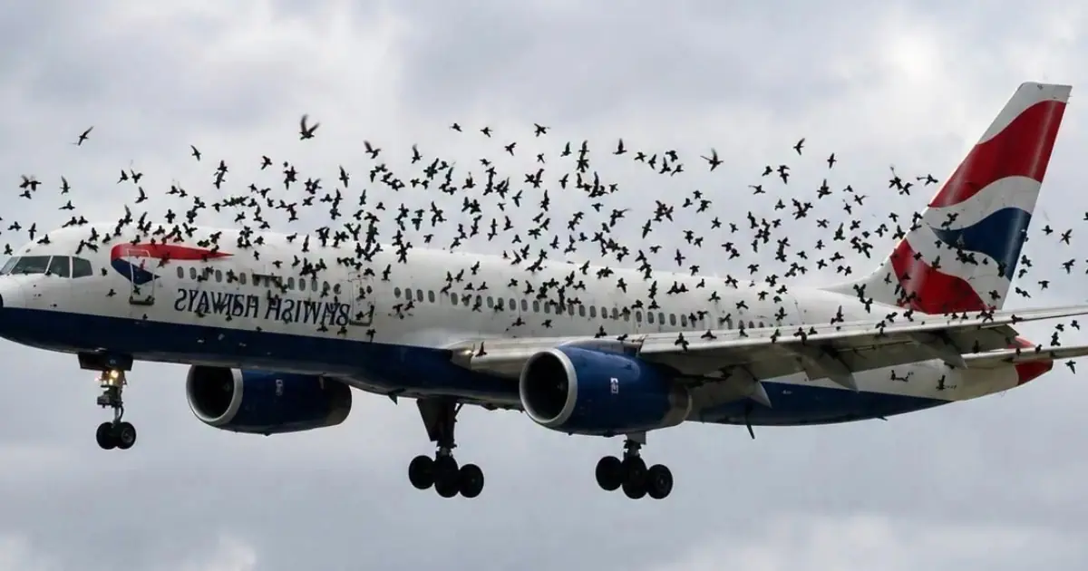 The pilot cried when he finally realized why the birds wouldn't leave him alone...The pilot cried when he finally realized why the birds wouldn't leave him alone...