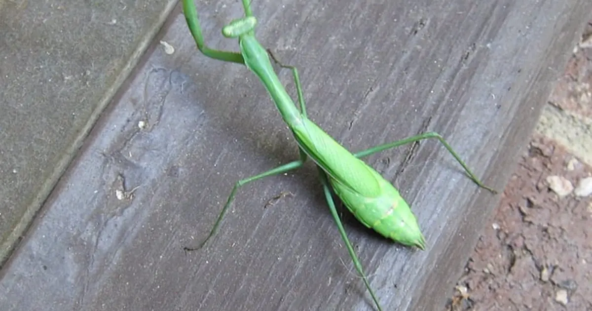 👀Did you know: When this insect lands on you, it's a sign of...