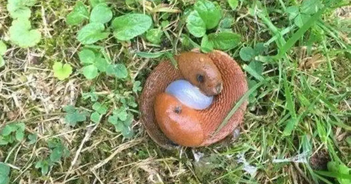 What Are These Things