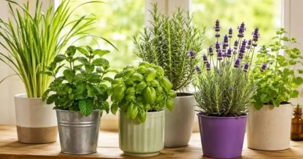 Plant These Small Natural Pest Repellents to Help Keep Mosquitoes and Other Bugs Away