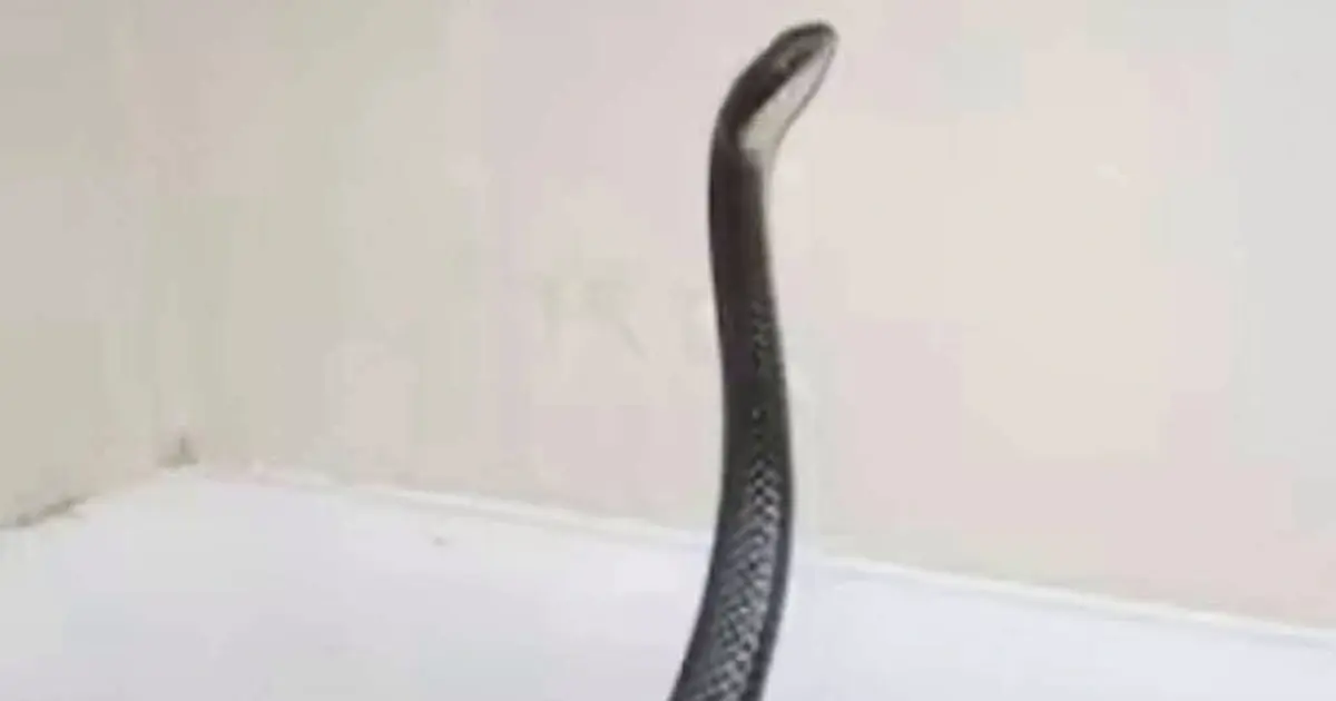 8 Scents That Snakes Are Said to Dislike: What Really Helps Keep Them Away From Your Home?