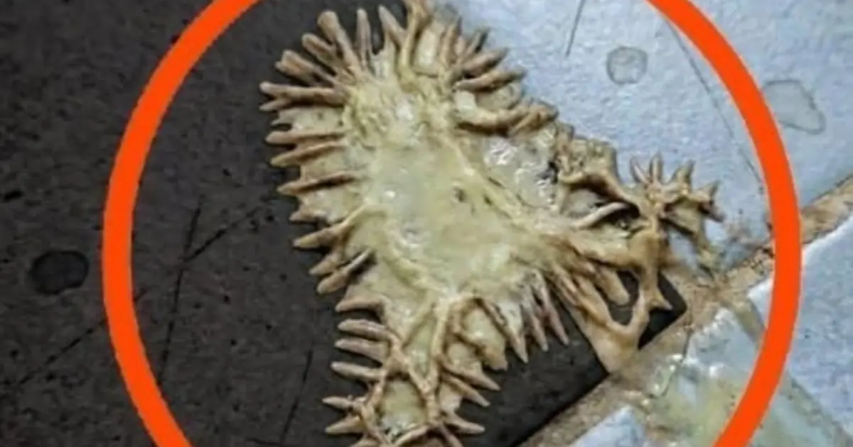 Strange Creature Found in a Bathroom: What Could This Mysterious Object Really Be?
