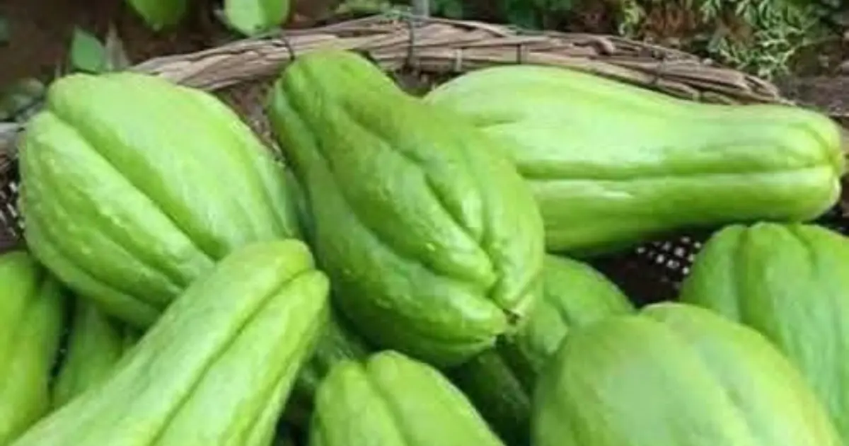 Doctors reveal that eating chayote causes .... See more 👇