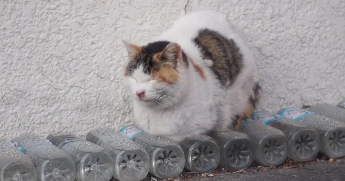 Why Do Japanese Homeowners Place Water Bottles Outside Their Houses Instead of Refrigerating Them?