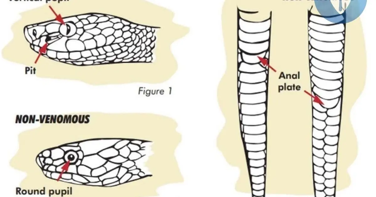 What to Do First After a Snake Bite: Critical Steps That Could Save Your Life