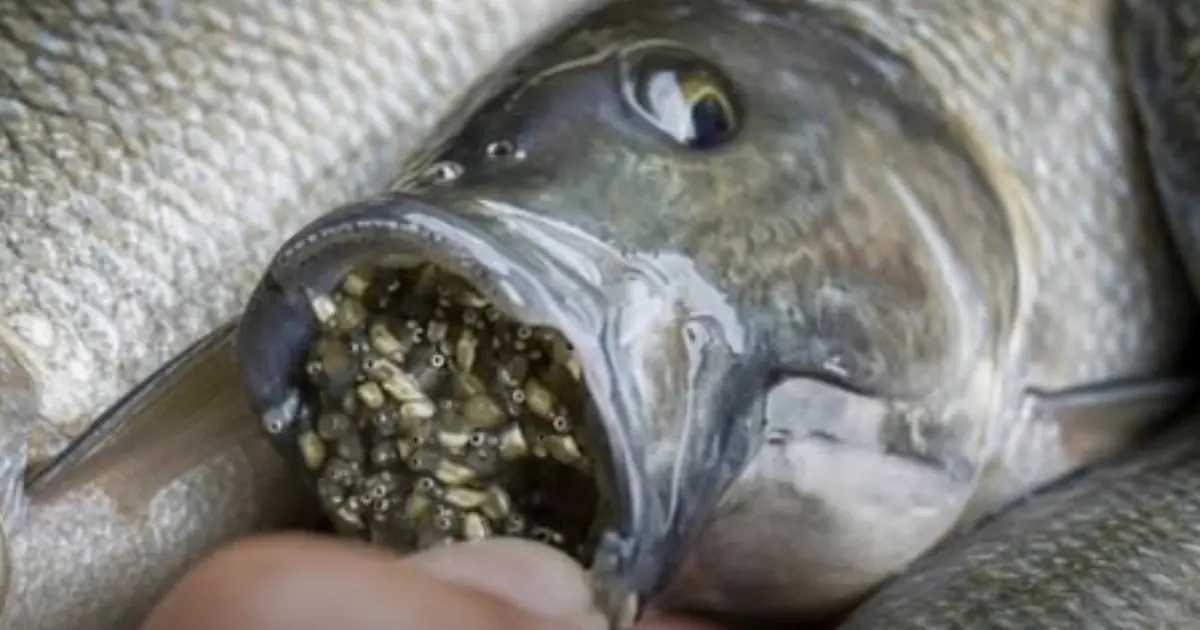 What Was Found Inside This Fish? Understanding the Risks Before You Eat