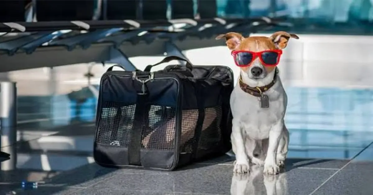 Your Pet Could Soon Sit Beside You on a Flight Under New Airline Plans