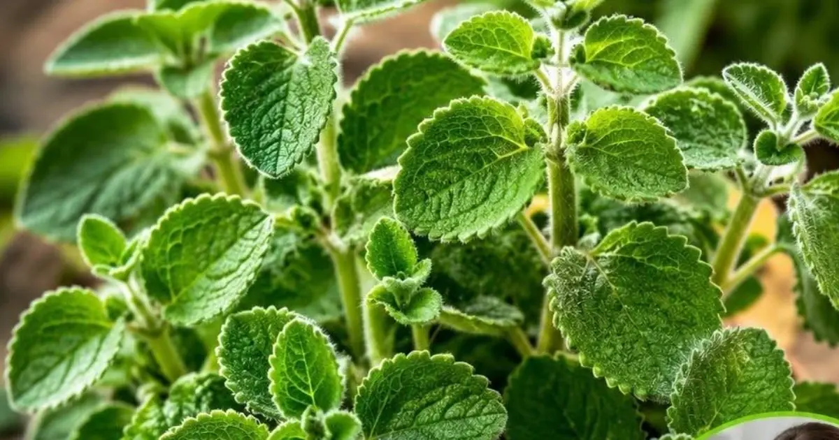 Just 1 oregano leaf per day and you won't suffer from any more..