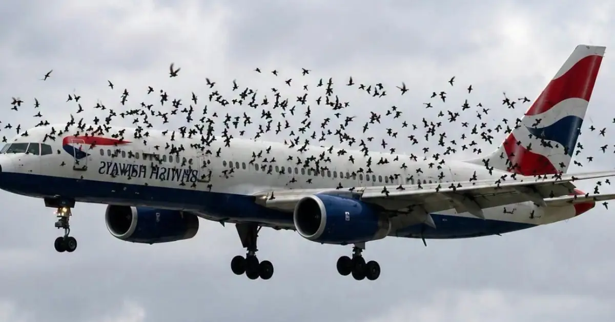 The pilot cried when he finally realized why the birds wouldn't leave him alone..
