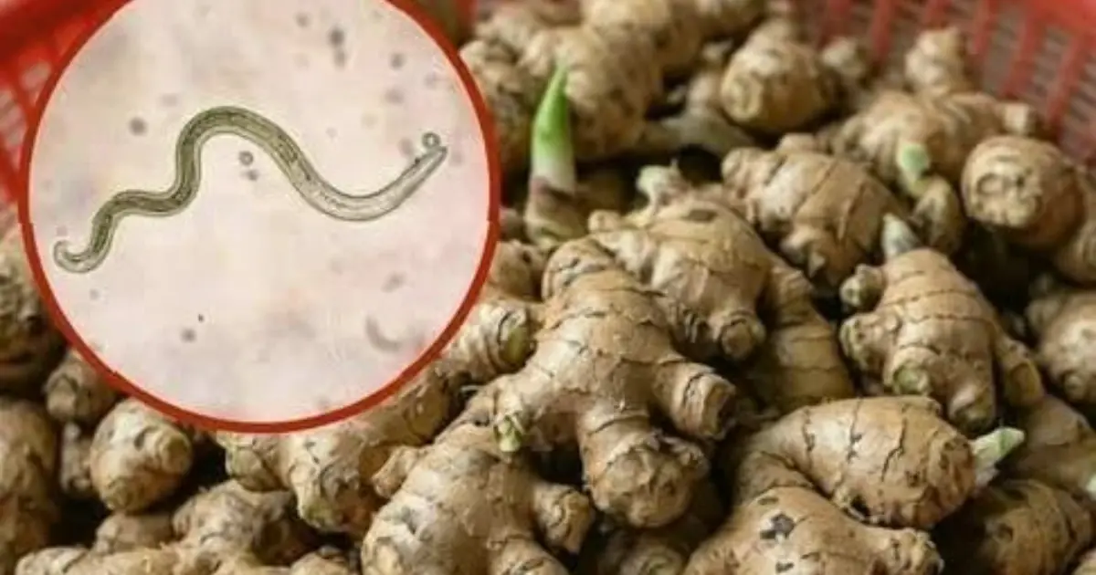 The vegetable experts say is most likely to carry hidden parasites — and how to handle it safely.