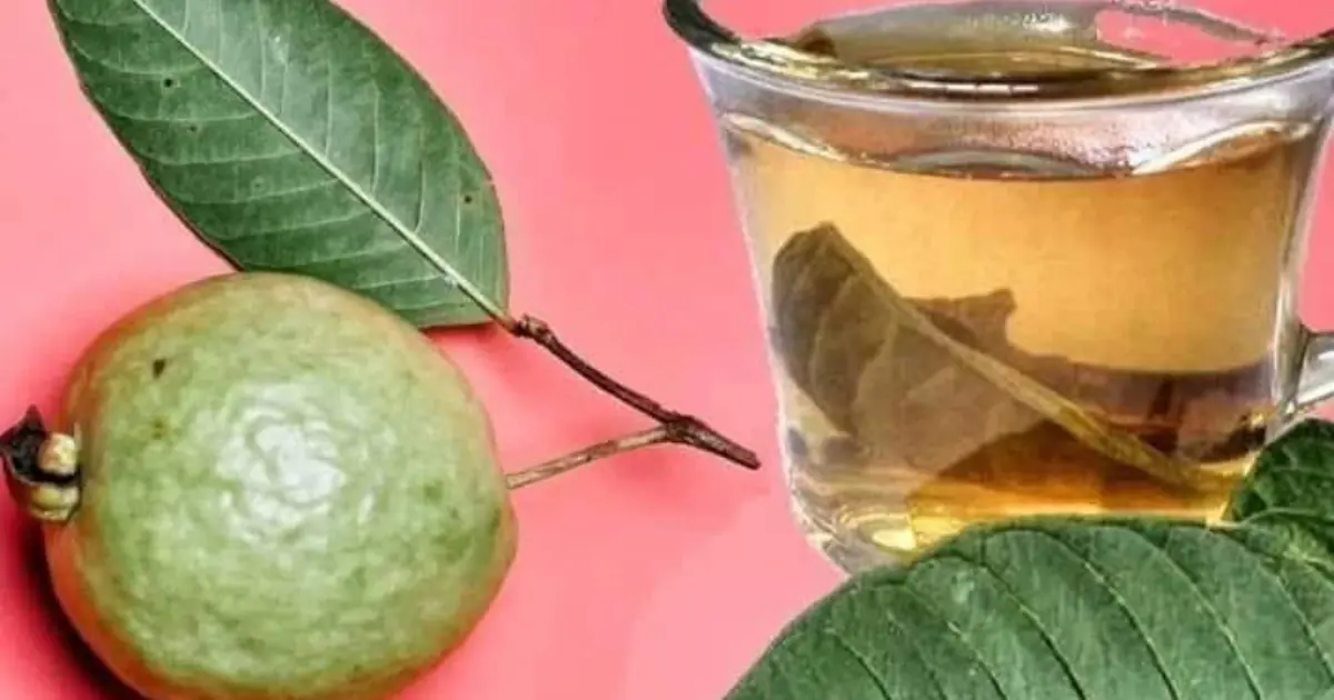The Hidden Benefits of Guava Leaves Are Getting Attention from Health Experts
