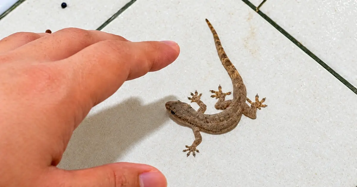 When a Lizard Visits Your House, Many Believe It Signals Something Important