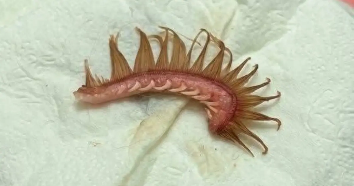 My girlfriend came home after a walk with the dog. Attached to the dog’s fur, we discovered this. We’ve been…
