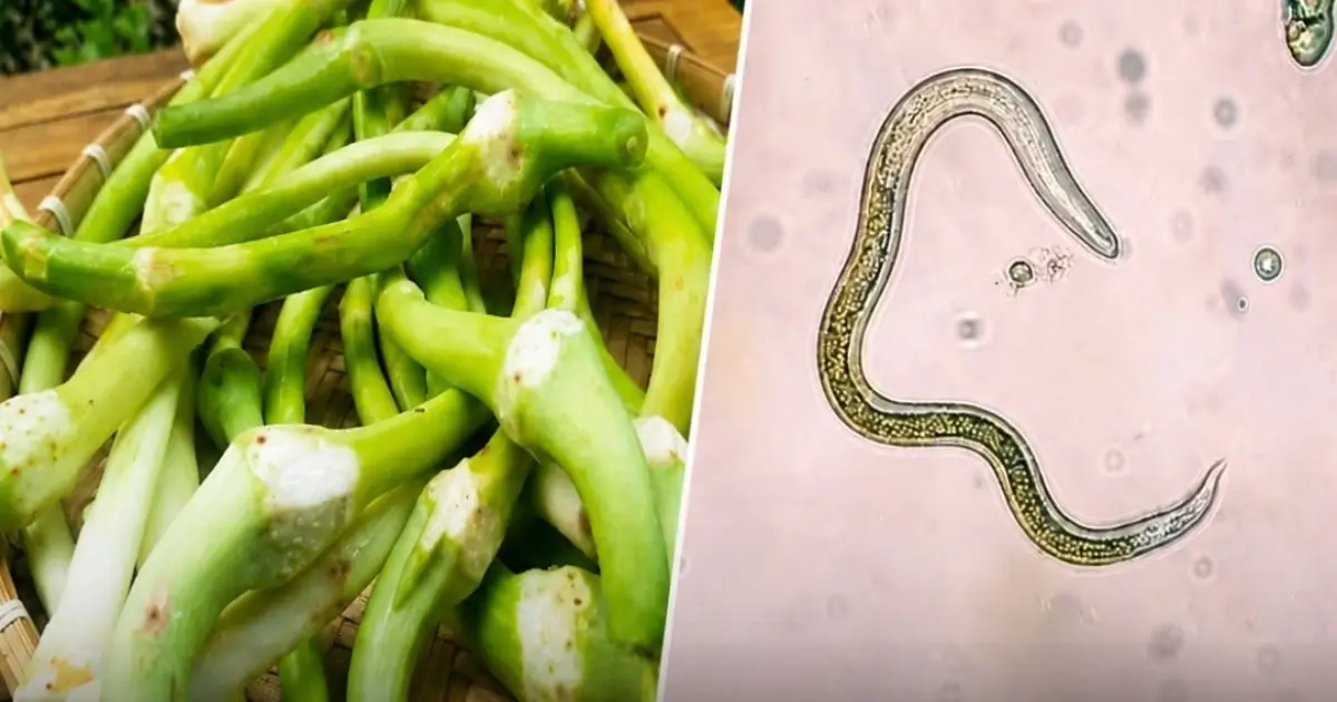 Is This Vegetable Dangerous to Eat Raw? Understanding Parasites and Food Safety