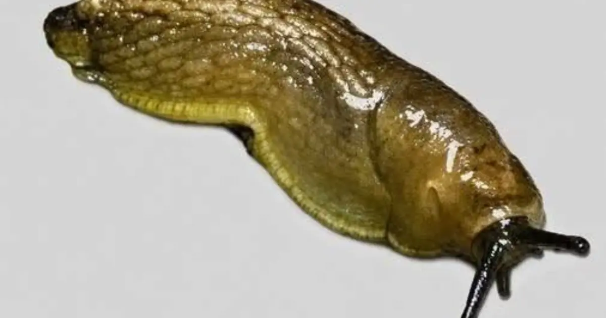 Did you know that when a SLUG visits your house it means that you have...