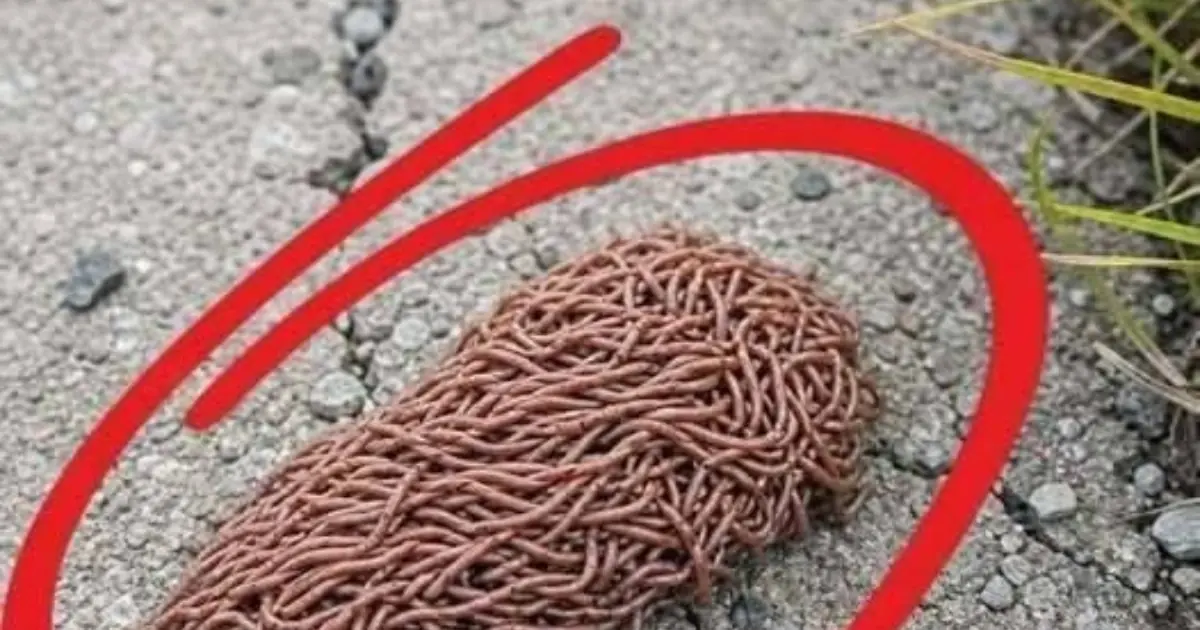I Found a Strange Moving Mass on the Pavement After the Rain — What Was It?